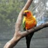 A companion Sun Conure perches on a branch