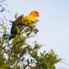 Wild Sun Conures perch atop a tree