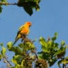 A wild Sun Conure perches atop a tree