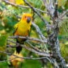 A wild juvenile Sun Conure perches on a branch