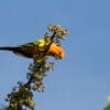 A wild Sun Conure perches atop a tree