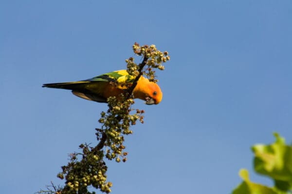 A wild Sun Conure perches atop a tree