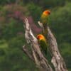 Wild Sun Conures perch on bare branches