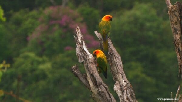 Wild Sun Conures perch on bare branches