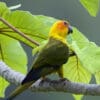 A wild juvenile Sun Conure perches on a branch