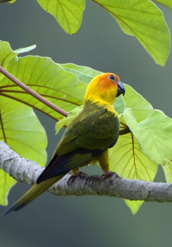 A wild juvenile Sun Conure perches on a branch