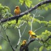 Wild Sun Conures, including a fledgling, perch in a tree