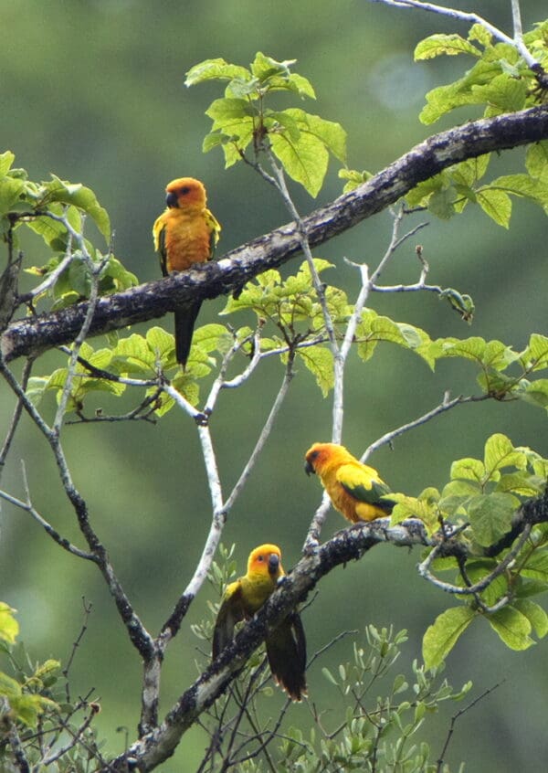 Wild Sun Conures, including a fledgling, perch in a tree