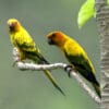 Wild Sun Conures perch in a tree