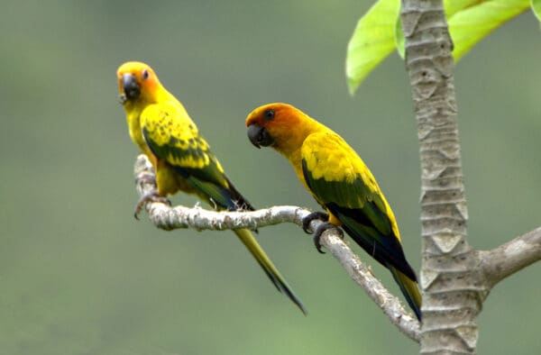 Wild Sun Conures perch in a tree