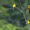 A small flock of wild Sun Conures perches on a bare tree