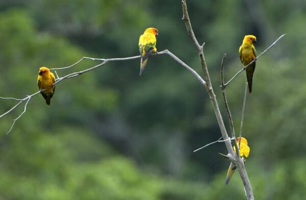 A small flock of wild Sun Conures perches on a bare tree