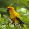 A wild Sun Conure perches in a leafy tree