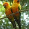 Sun Conures perch on a branch