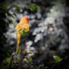 A wild Sun Conure perches atop a tree