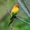 A wild Sun Conure perches in a tree