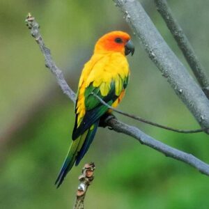 A wild Sun Conure perches in a tree