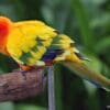 A companion Sun Conure perches on a branch