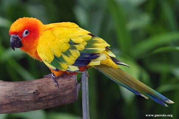 A companion Sun Conure perches on a branch