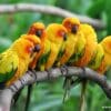 Sun Conures doze in a line on a perch