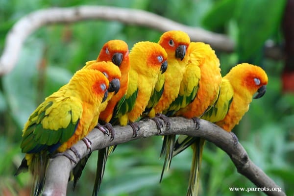 Sun Conure Surveys