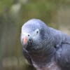 A closeup of a Timneh Parrot