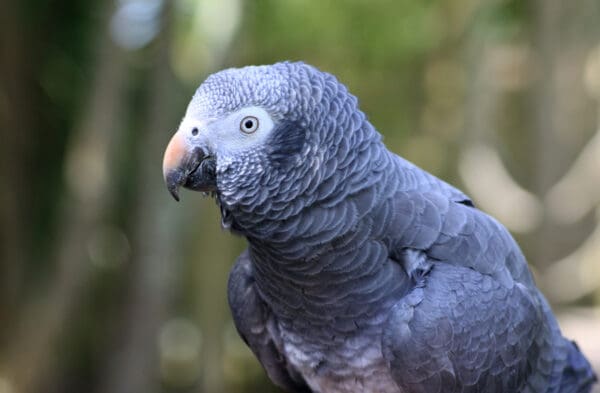 A closeup of a Timneh Parrot