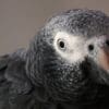 A closeup of a companion Timneh Parrot