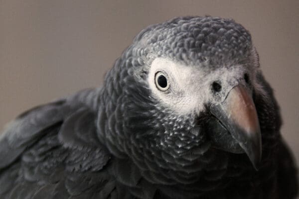 A closeup of a companion Timneh Parrot