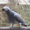 A Timneh Parrot perches on a branch