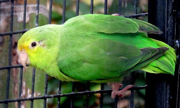 A female Turquoise-winged Parrotlet clings to the side of a cage