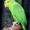 A female Turquoise-winged Parrotlet perches on a branch