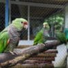 Vinaceous Amazons perch on a branch in an enclosure at a rescue