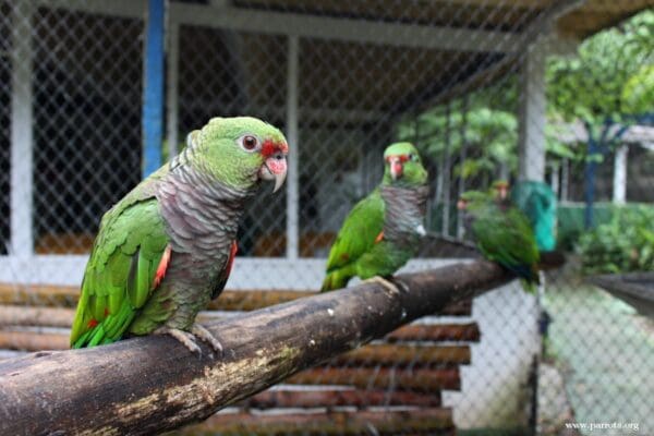 Vinaceous Amazons perch on a branch in an enclosure at a rescue