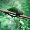 A Vinaceous Amazon perches on a branch