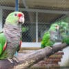 Vinaceous Amazons perch on a branch at a rescue centre