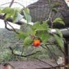 A Vinaceous Amazon feeds on fruit at a rescue centre