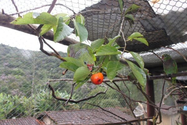 A Vinaceous Amazon feeds on fruit at a rescue centre