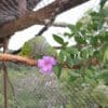 A Vinaceous Amazon chews on foliage