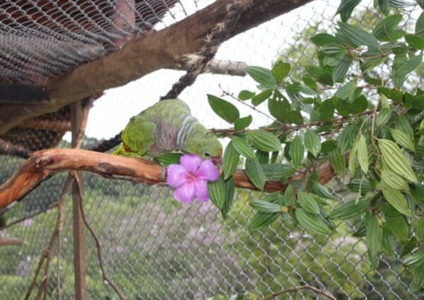 A Vinaceous Amazon chews on foliage