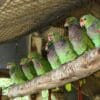 A group of Vinaceous Amazons perches on a large branch at a rescue