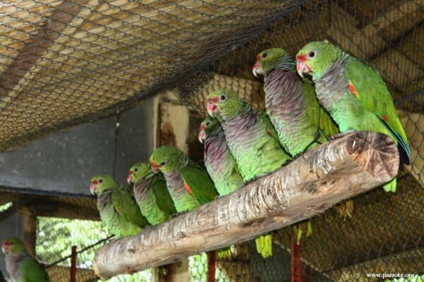 A group of Vinaceous Amazons perches on a large branch at a rescue