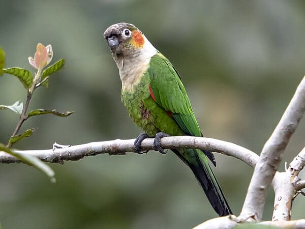 White-necked Conure Fieldwork