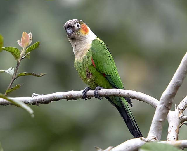 A wild White-necked Conure perches on a branch