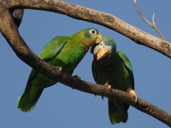 Yellow-billed Amazon Research