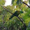 A wild male Yellow-breasted Racquet-tailed Parrot perches in a tree