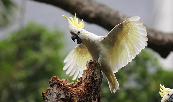 Yellow-crested Cockatoo Protection and Recovery