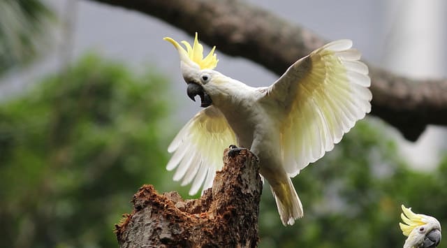 A feral Yellow-crested Cockatoo spreads its wings