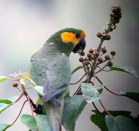 Yellow-eared Parrot Habitat Protection