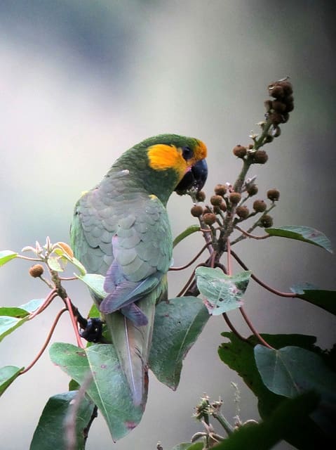 A wild Yellow-eared Conure feeds on berries